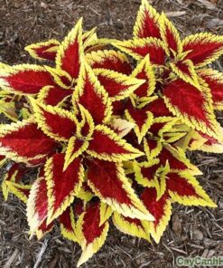 Cây Lá Gấm 4 cay la gam vang 2