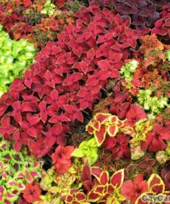 Cây Lá Gấm 3 cay la gam vang 4