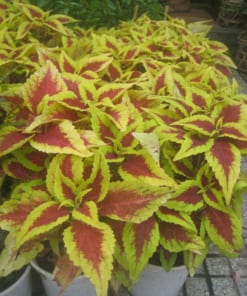 Cây Lá Gấm 1 cay la gam vang 5