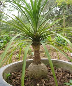 Cây Lan Bình Rượu 1 cay lan binh ruou 1