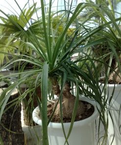 Cây Lan Bình Rượu 2 cay lan binh ruou 2