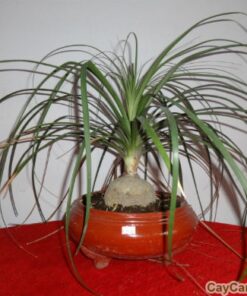 Cây Lan Bình Rượu 3 cay lan binh ruou 4