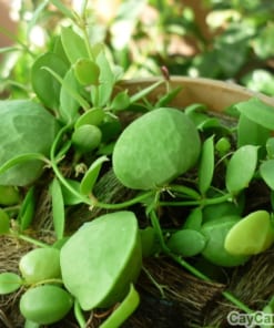 Cây Lan Sò treo 3 cay lan so 2