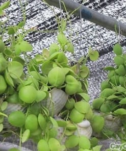 Cây Lan Sò treo 1 cay lan so 4