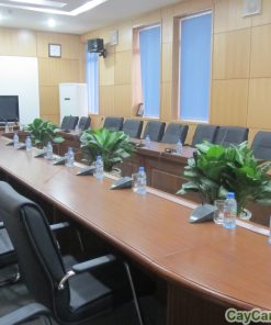 Cây Lan Tuyết 3 cay lan tuyet 2