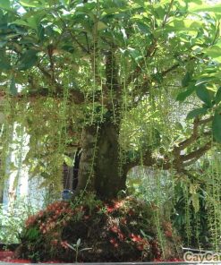 Cây Lộc Vừng giống 2 cay loc vung 1