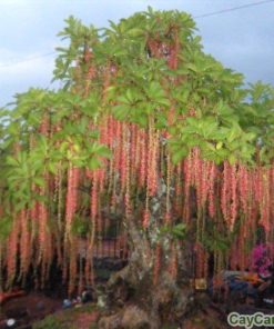 Cây Lộc Vừng giống 1 cay loc vung 2