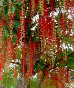 Cây Lộc Vừng giống 3 cay loc vung 4