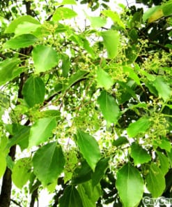 Cây Long Não giống 3 cay long nao 2