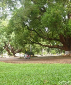 Cây Long Não giống 1 cay long nao 3