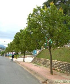 Cây Long Não giống 2 cay long nao 5