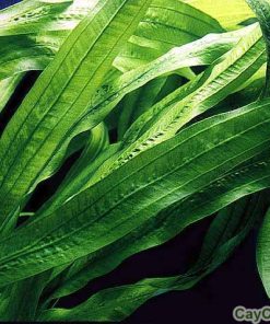 Cây Lưỡi Mèo 3 cay luoi meo 2