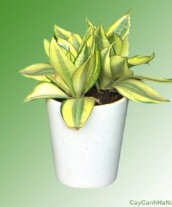 Cây Lưỡi Mèo 2 cay luoi meo 4