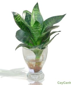 Cây Lưỡi Mèo 1 cay luoi meo 5