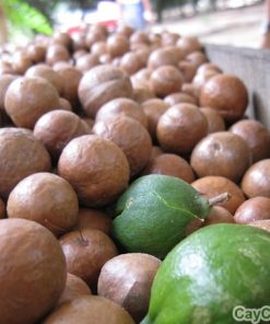 Cây Mắc Ca 1 cay mac ca 4