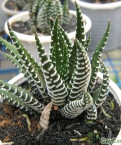 Cây Móng Rồng 4 cay mong rong 3