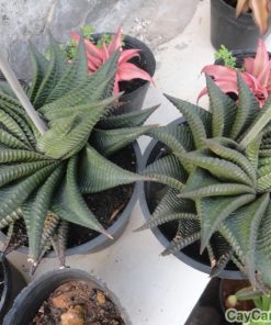 Cây Móng Rồng 1 cay mong rong 4