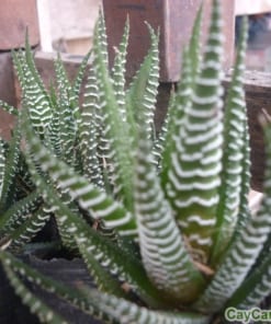 Cây Móng Rồng 2 cay mong rong 5