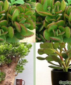 Cây Ngọc Bích 2 cay ngoc bich 1