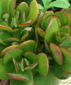 Cây Ngọc Bích 3 cay ngoc bich 2