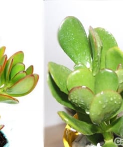 Cây Ngọc Bích 1 cay ngoc bich 3