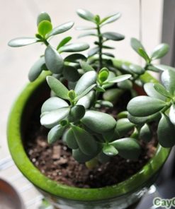 Cây Ngọc Bích 4 cay ngoc bich 4