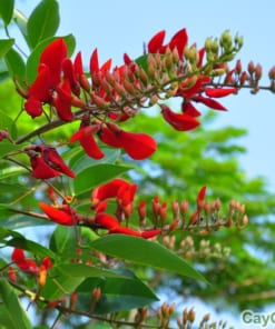 Cây Osaka 4 cay osaka1