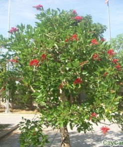 Cây Osaka 3 cay osaka2