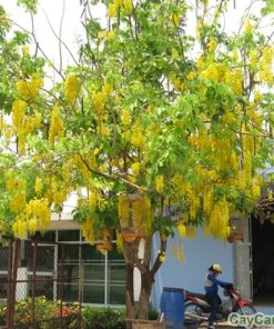 Cây Osaka 2 cay osaka3