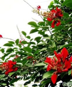 Cây Osaka 1 cay osaka4