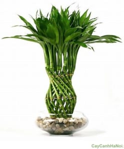 Cây Phát Lộc Tầng 3 cay phat loc tang 1