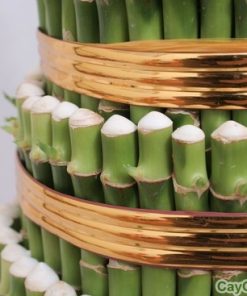 Cây Phát Lộc Tầng 1 cay phat loc tang 4