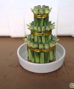 Cây Phát Lộc Tầng 2 cay phat loc tang 5