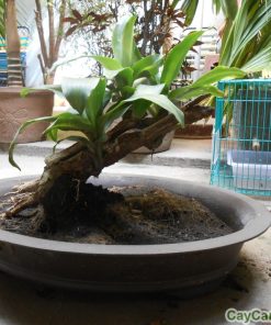 Cây Phát Tài 3 cay phat tai 1