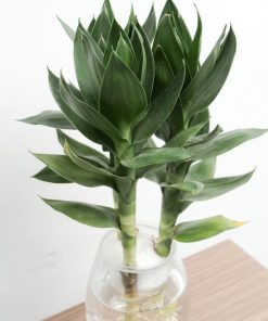 Cây Phát Tài 1 cay phat tai 5