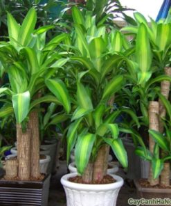 Cây Phát tài gốc 3 cay phat tai goc