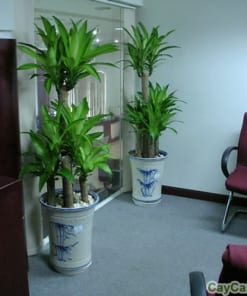 Cây Phát tài gốc 2 cay phat tai goc2