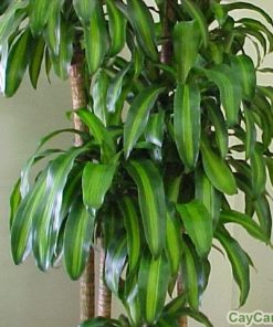 Cây Phát tài gốc 1 cay phat tai goc4