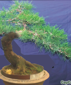 Cây Phi Lao bonsai 3 cay phi lao 2