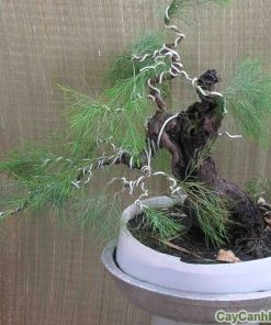 Cây Phi Lao bonsai 1 cay phi lao 4