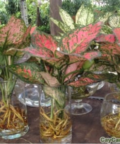 Cây Phú Quý 1 cay phu quy