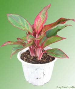 Cây Phú Quý 2 cay phu quy3