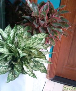 Cây Phú Quý 3 cay phu quy4