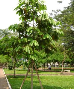 Cây Sao Đen 1 cay sao den 3