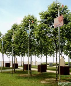 Cây Sao Đen 2 cay sao den 4