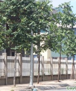 Cây Sao Đen 3 cay sao den 5