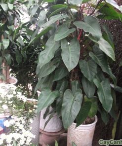 Cây Saphia 1 cay saphia 2