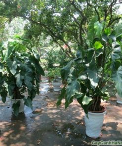Cây Saphia 2 cay saphia 4