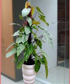 Cây Saphia 3 cay saphia 5