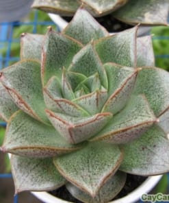 Chậu cây Sen Đá 1 cay sen da 1